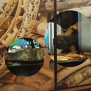 Display on CITES and illegal animal products, 2021-10-20