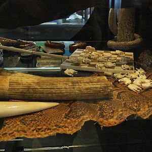 Display on CITES and illegal animal products, 2021-10-20