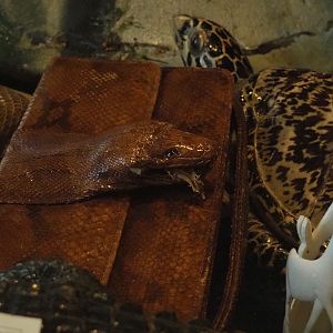 Display on CITES and illegal animal products - Python purse and Hawksbill sea turtle specimen, 2021-10-20