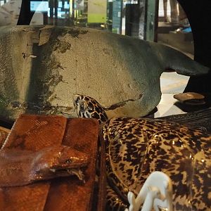 Display on CITES and illegal animal products, with python purse, Hawksbill sea turtle specimen and painted Olive Ridley sea turtle shell, 2021-10-20