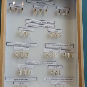 Display case with disease vector insects, 2021-10-20
