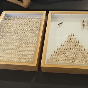 Driver ant specimen displays, 2021-10-20