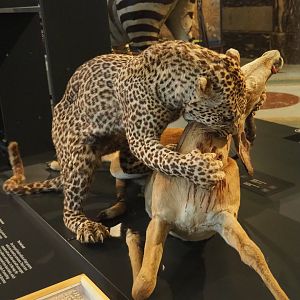 African leopard (Panthera pardus pardus) attacking Impala (Aepyceros melampus) taxidermy mount, 2021-10-20