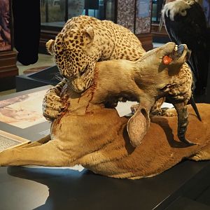 African leopard (Panthera pardus pardus) attacking Impala (Aepyceros melampus) taxidermy mount, 2021-10-20