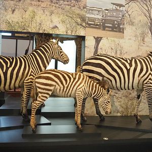 Grant's zebra (Equus quagga boehmi) specimens, 2021-10-20