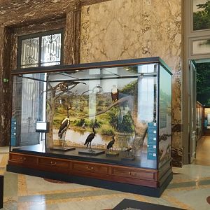 Display case with wetland birds, 2021-10-20