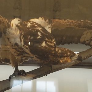 Juvenile African fish eagle (Haliaeetus vocifer) specimen, 2021-10-20