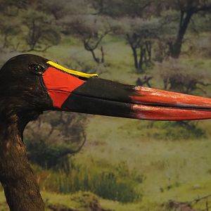 Saddle-billed stork (Ephippiorhynchus senegalensis) specimen, 2021-10-20