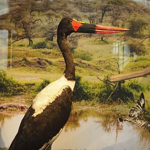 Saddle-billed stork (Ephippiorhynchus senegalensis) specimen, 2021-10-20