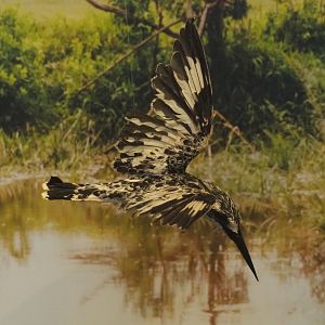 Pied kingfisher (Ceryle rudis) specimen, 2021-10-20
