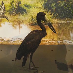 African openbill (Anastomus lamelligerus)  specimen, 2021-10-20