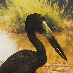 African openbill (Anastomus lamelligerus)  specimen, 2021-10-20