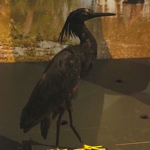 Black heron (Egretta ardesiaca) specimen, 2021-10-20