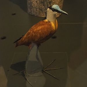 African jacana (Actophilornis africanus), 2021-10-20