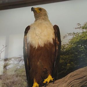 African fish eagle (Haliaeetus vocifer) specimen, 2021-10-20