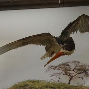 African skimmer (Rynchops flavirostris), 2021-10-20