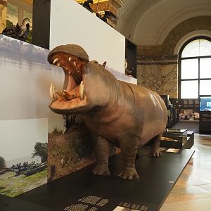 Hippopotamus (Hippopotamus amphibius) specimen, 2021-10-20