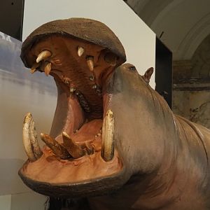 Hippopotamus (Hippopotamus amphibius) specimen, 2021-10-20