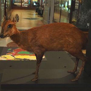 Ruwenzori duiker (Cephalophus rubidus) specimen, 2021-10-20