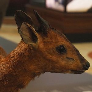 Ruwenzori duiker (Cephalophus rubidus) specimen, Ruwenzori duiker (Cephalophus rubidus) specimen, 2021-10-20
