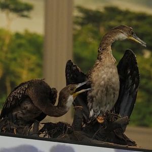 Long-tailed cormorant (Microcarbo africanus) specimens, 2021-10-20