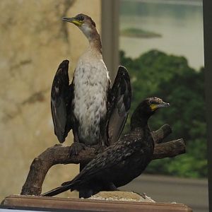 Long-tailed cormorant (Microcarbo africanus) specimens, 2021-10-20
