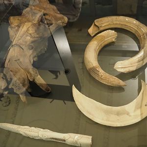 Hippopotamus skull, hippopotamus teeth and carved hippopotamus ivory, 2021-10-20