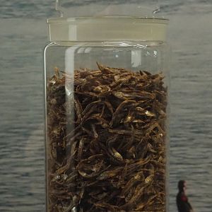 Lake Tanganyika sardine (Limnothrissa miodon) specimens, 2021-10-20