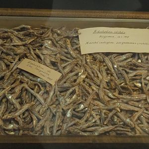 Lake Tanganyika sprat (Stolothrissa tanganicae) specimens, 2021-10-20