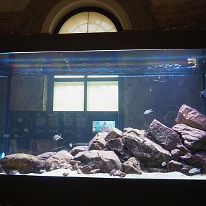 Lake Tanganyika tank with cichlids and catfish, 2021-10-20