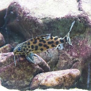 Cuckoo catfish (Synodontis multipunctatus), 2021-10-20