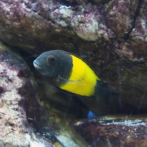 Tropheus species 'Black Ikola', 2021-10-20