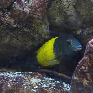 Tropheus species 'Black Ikola', 2021-10-20