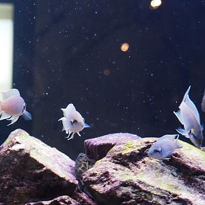 Princess of Burundi cichlids (Neolamprologus brichardi), 2021-10-20