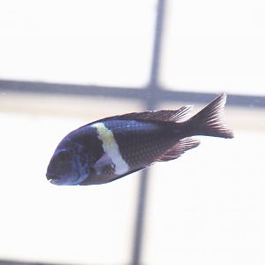 Tropheus duboisi 'Maswa', 2021-10-20