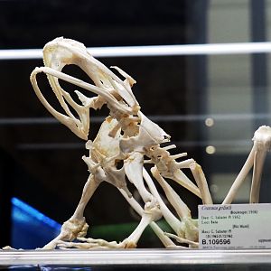 Goliath frog (Conraua goliath) skeleton, 2021-10-20