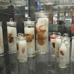 Amphibian wet specimens in the Taxolab, 2021-10-20