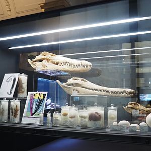 Display of reptile and egg specimens in the Taxolab, 2021-10-20