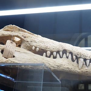 Nile crocodile (Crocodylus niloticus) skull, 2021-10-20