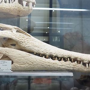 Slender-snouted crocodile (Mecistops cataphractus/leptorhynchus) skull, 2021-10-20