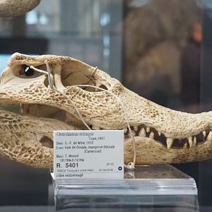 African dwarf crocodile (Osteolaemus tetraspis) skull, 2021-10-20