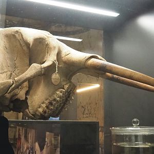 Female African forest elephant (Loxodonta cyclotis) skull, 2021-10-20