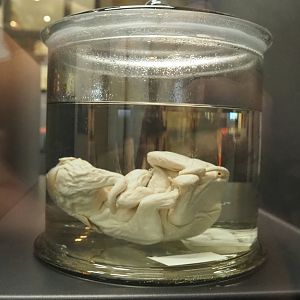 Preserved African forest elephant (Loxodonta cyclotis) fetus, 2021-10-20