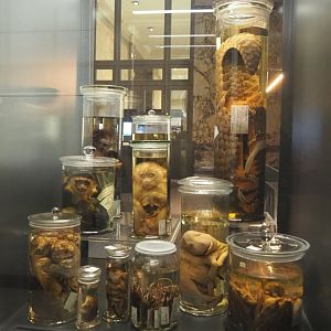 Display of wet-preserved mammal specimens in the Taxolab, 2021-10-20