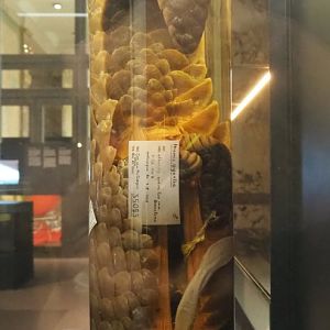 Giant pangolin (Smutsia gigantea) wet specimen, 2021-10-20