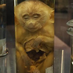 Juvenile baboon specimen (Papio species), 2021-10-20