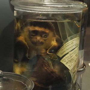 Western guereza (Colobus guereza occidentalis) wet specimen, 2021-10-20