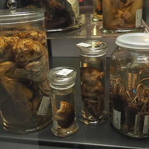 Mammal wet specimens, 2021-10-20