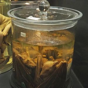 Fruit bat wet specimens, 2021-10-20