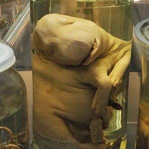 Preserved hippopotamus (Hippopotamus amphibius) fetus, 2021-10-20